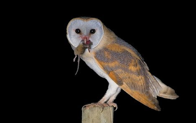 burung hantu tyto alba