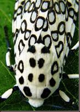 Amazing Pictures of Animals photo Nature exotic funny incredibel Zoo giant leopard moth, insect.Alex (6)