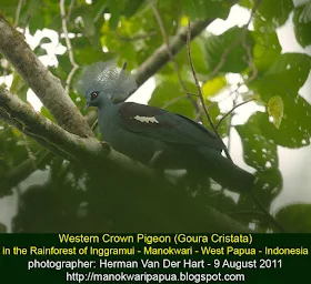 Western-crowned Pigeon in Manokwari forest