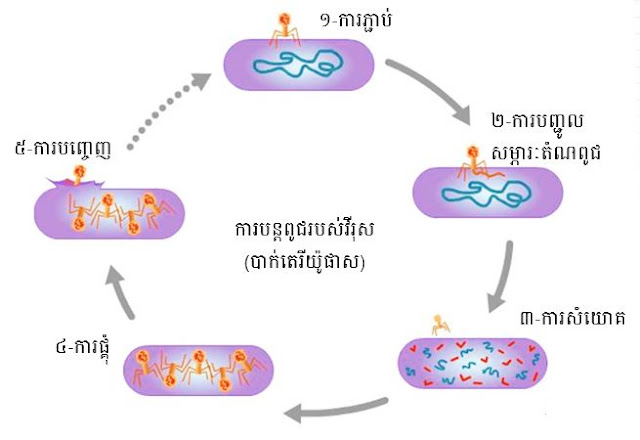 ការបន្តពូជរបស់វីរុស