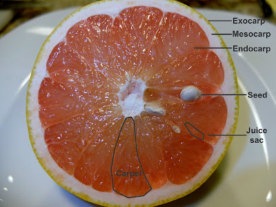 Parts of Citrus – Cross Section