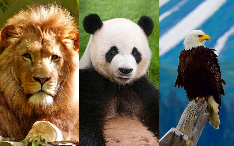 três símbolos nacionais - o leão, o panda e a águia-de-cabeça-branca