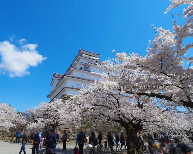鶴ヶ城の桜がすごい！(2) 西出丸エリア