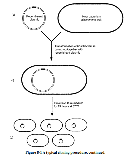 A typical cloning procedure, continued