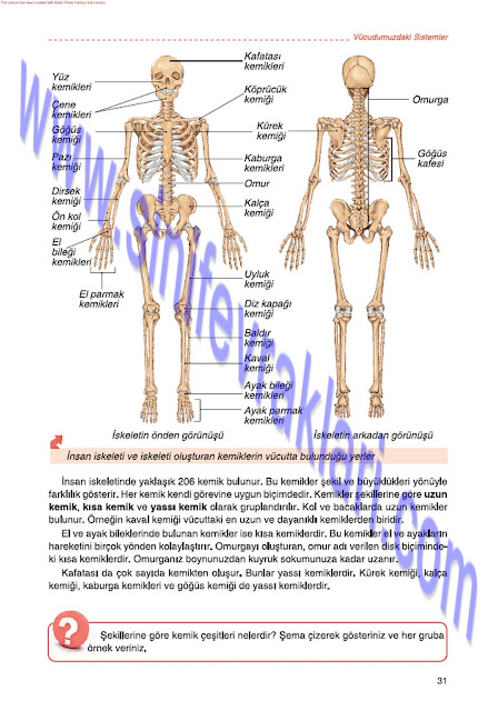 6. Sınıf Fen Bilimleri Tuna Matbaa Yayınları Ders Kitabı Cevapları Sayfa 31