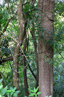 Trees in Puriscal