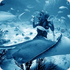 scuba-diving-sq