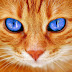 10 beautiful cat pictures images