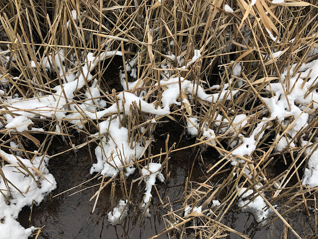 Flowing water in a wetland area delighted at The Hollows in Cary, Illinois.