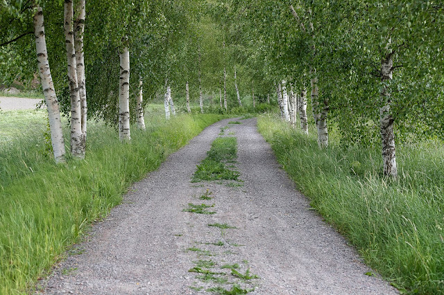 Vihreä koivukuja