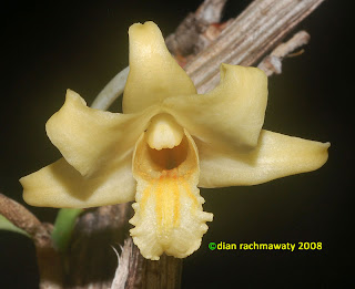 Dendrobium singkawangense, Cymbidium finlaysonianum, Coelogyne Pandurata, Coelogyne speciosa, Orchid Coelogyne celebensis, Sang Diva, Si Kupu-Kupu Rawa, Vanda limbata, Vanda metusalae, Vanda insignis, Vanda celebica, Anggrek cantik, langka, Tanaman Indah