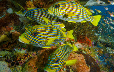 Mike's Point is an Incredible Diving Spot Like No Other in Raja Ampat