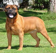 EL BULLMASTIFF ES UN PERRO PODEROSO ,DOTADO PARA LA GUARDIA QUE DESCIENDE DE . (fotos de vendo cachorros de bullmastiff)