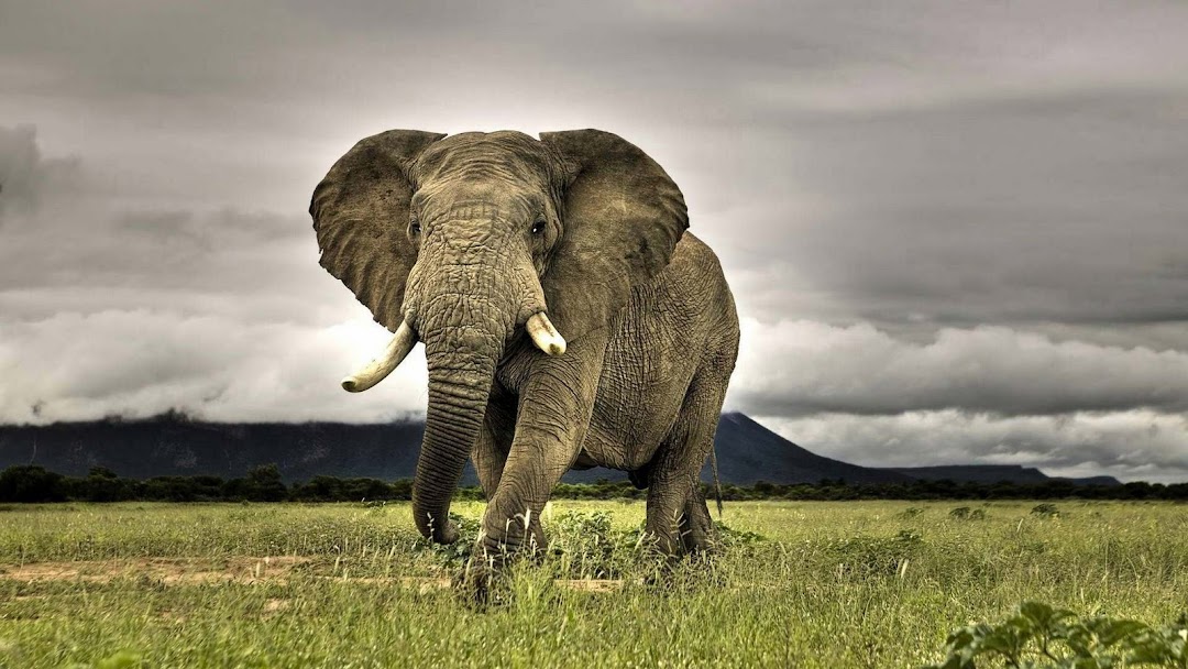 Elephant HD Wallpaper 3