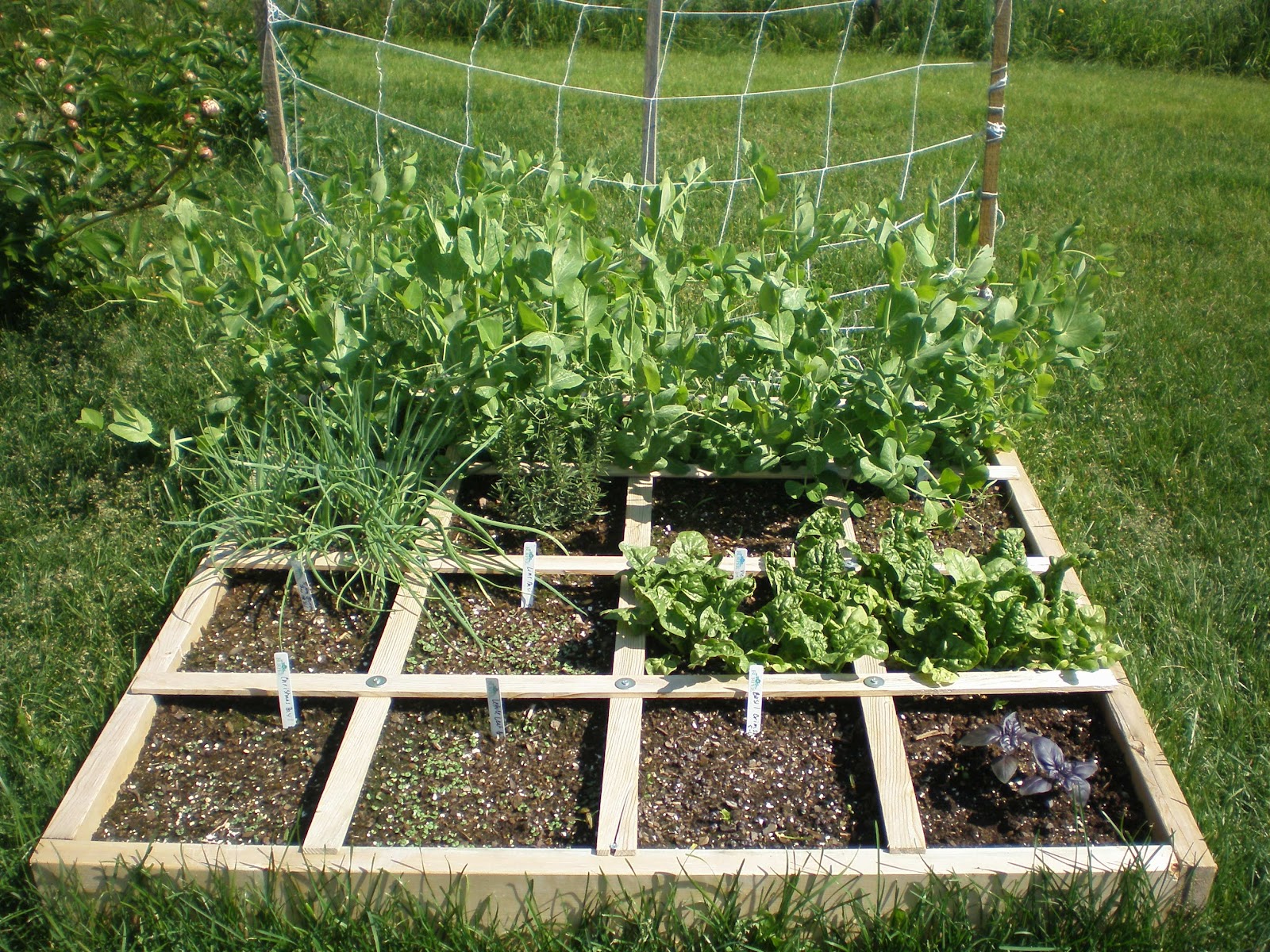 Three Strands Together: Square Foot Gardening in Action