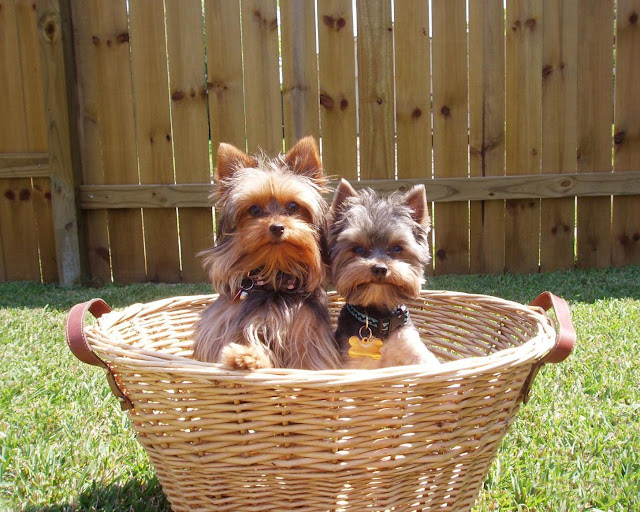 Yorkshire Terrier