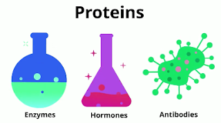 proteins