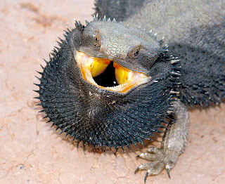 Frill Necked Lizard