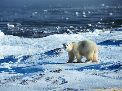 Amazing pictures and facts about Polar Bear 2