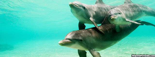 Delfines juntos - Mejores Portadas Facebook