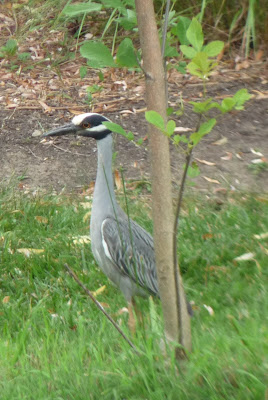 yellow-crowned night heron