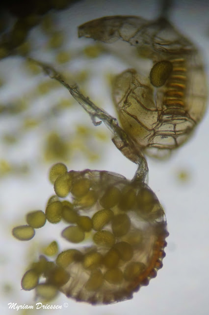 sporangium of fern Polypody