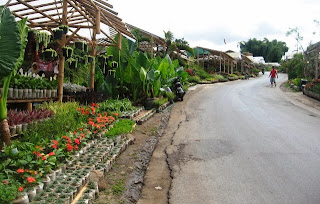 Kebun Bunga Cihideung di Bandung