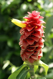 Costus comosus - Coste chevelu