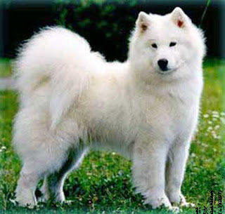 A cute white puppy is standing on a grassy plot