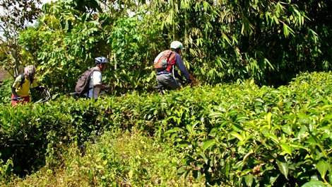 #GowesJelajah Kebun Teh 25 Juni 2011