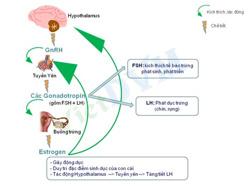 Cơ chế tác động của các hocmon sinh sản trên heo nái.