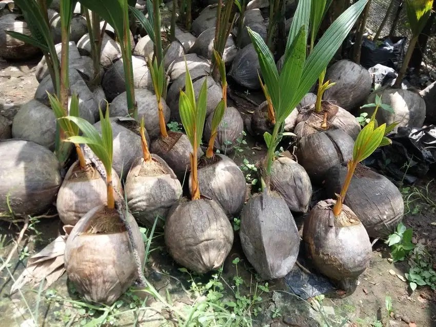 bibit kelapa gading orange paling sering dicari Tomohon