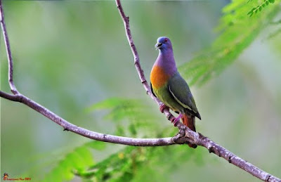 http://tipspetani.blogspot.com/2016/11/burung-merpati-yang-berbulu-indah.html