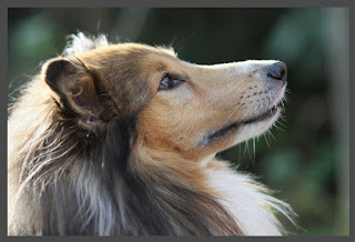 young collie pictures dog