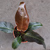 Philodendron imperial red