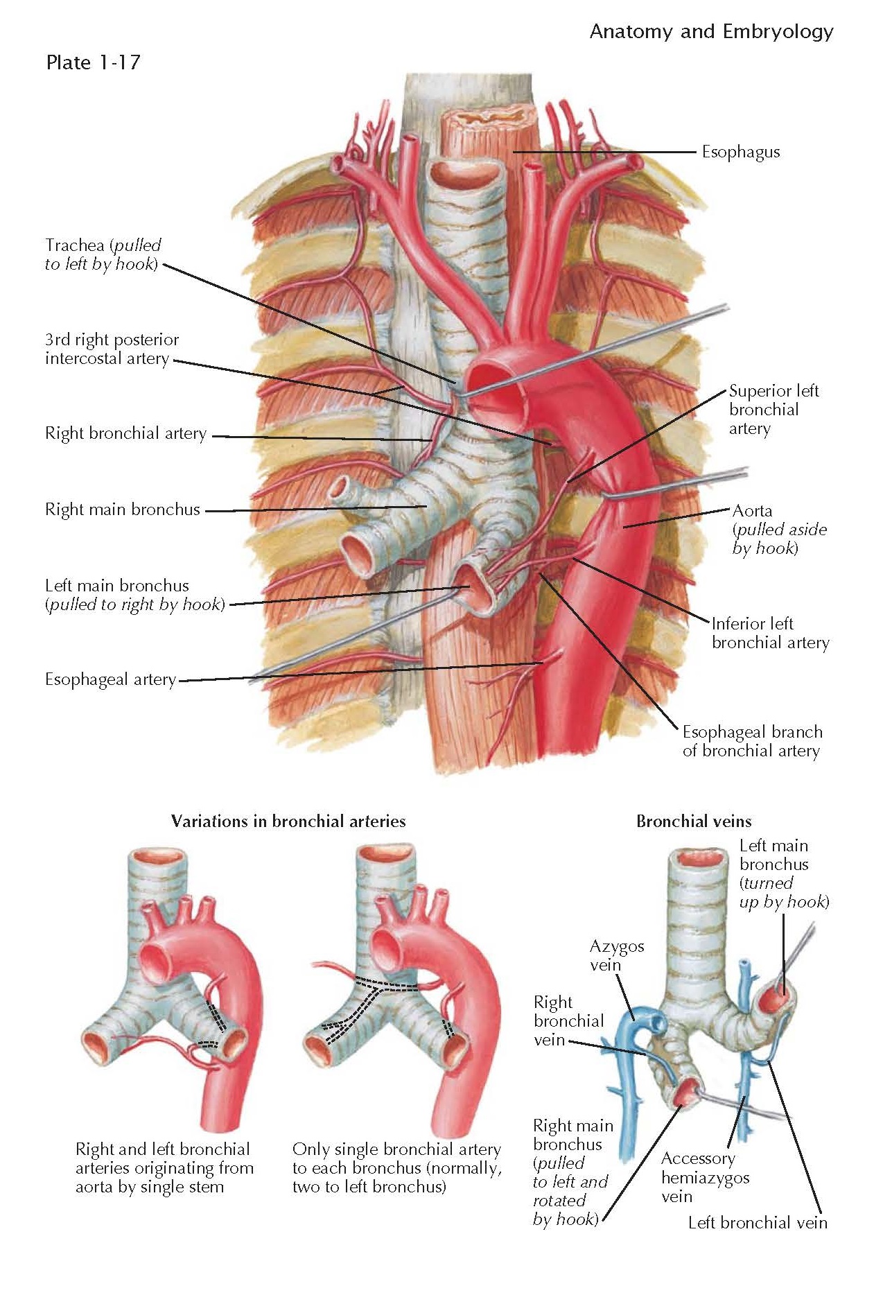 BRONCHIAL ARTERIES