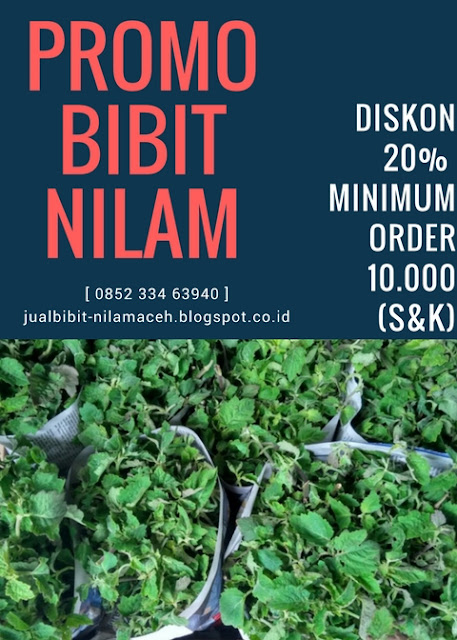 Penjual Bibit Nilam Aceh Tapaktuan 0852 334 63940 