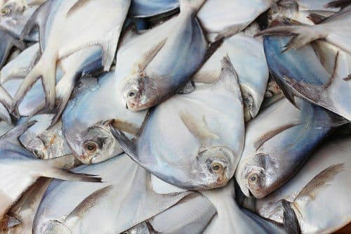 Supplier Jual Ikan Bawal Bibit & Konsumsi Palembang, Sumatera Selatan Terbaru