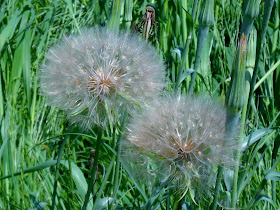 Western Salsify (Tragopogon dubius) wildflowers at White Rock Lake, Dallas, Texas