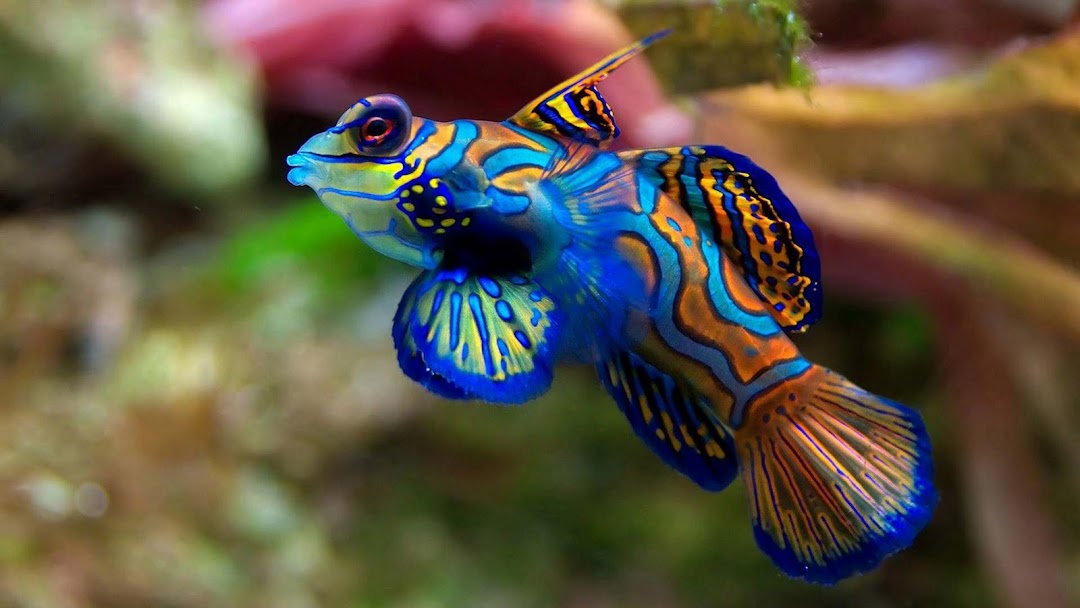 Fish hd wallpaper 3