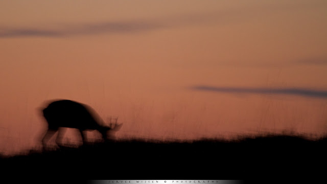 Reebok op heuvel  na zonsondergang - Roe Deer  on a hill after sunset