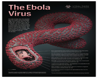 Health, Ebola, 