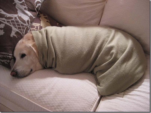 swaddled connor