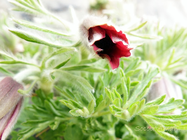 Pulsatilla cernua