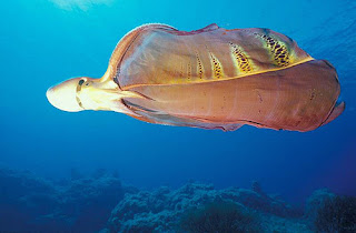 blanket octopus