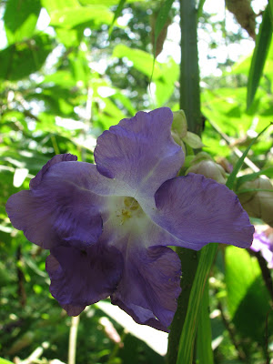 Purple flowers