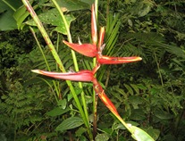 Heliconia