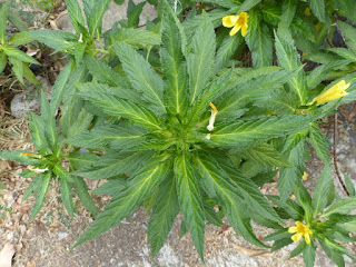 Turnera à feuilles d'orme - Turnera ulmifolia