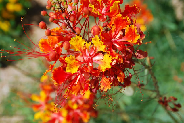 Desert Bird Of Paradise