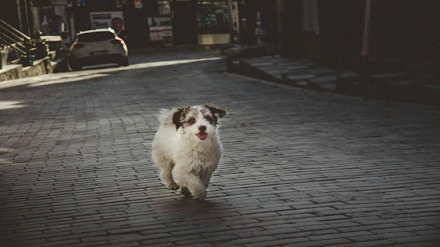 Dog runing on Pavement